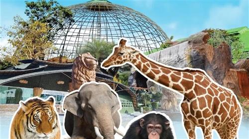 曼谷半自由行5日｜三日自由活動｜大城府動物園．泰服體驗．粉紅三頭象博物館